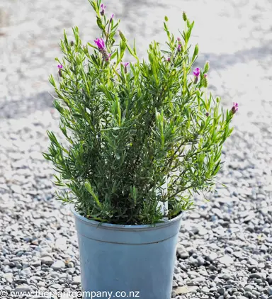 Lavender 'The Prince' plant for sale at The Plant Company nursery.