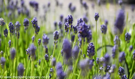 lavender-thumbelina-leigh--1