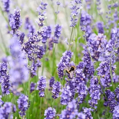 lavender-violet-blue-