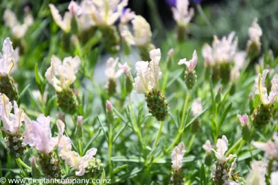 lavender-whimsical-fairy-wings--1