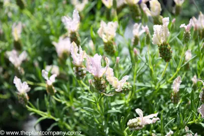 lavender-whimsical-fairy-wings--2