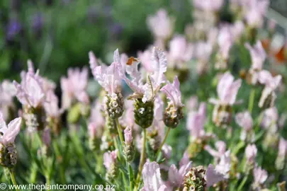 lavender-whimsical-fairy-wings--3