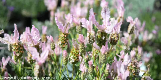 lavender-whimsical-fairy-wings--4