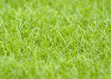 lawn-seed-amenity-ryegrass-
