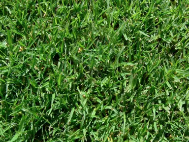 kikuyu-lawn-seed-