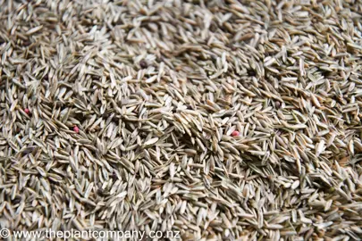 kikuyu-lawn-seed-1