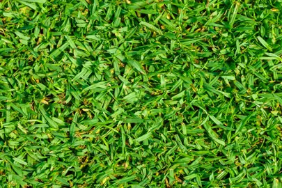 kikuyu-lawn-seed-3