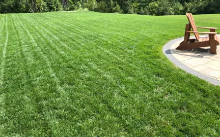 tall-fescue-lawn-seed-