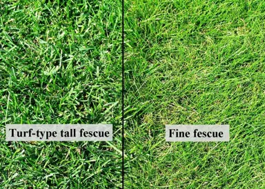 tall-fescue-lawn-seed-5