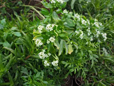 Lepidium oleraceum plant with white flowers.