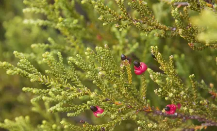 Lepidothamnus intermedius foliage and red berries.
