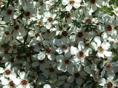 leptospermum-scoparium-5