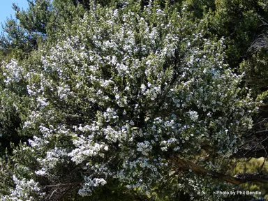 leptospermum-scoparium-6