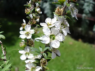 leptospermum-scoparium-8