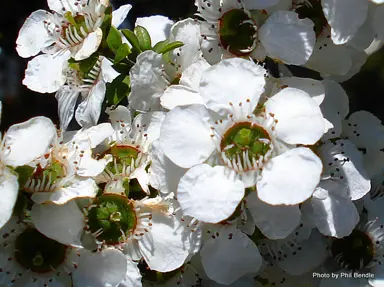 leptospermum-scoparium-9