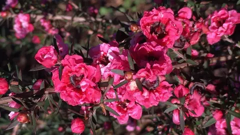 leptospermum-blossom-queen-