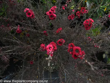 leptospermum-burgundy-queen--1