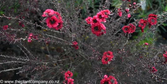 leptospermum-burgundy-queen--3