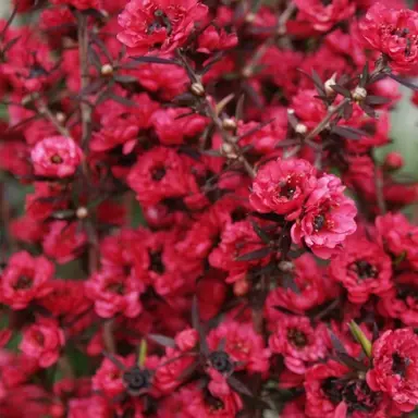 leptospermum-burgundy-queen-