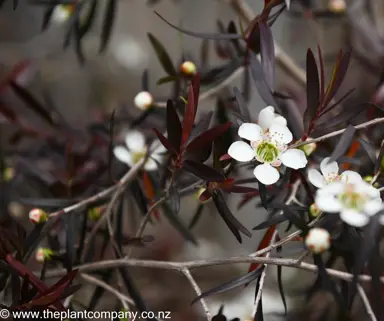 leptospermum-copper-sheen--1