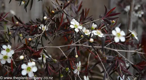 leptospermum-copper-sheen--2