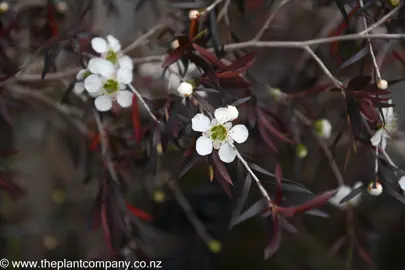 leptospermum-copper-sheen--3