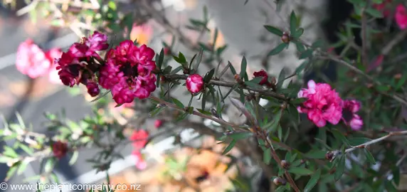 leptospermum-coral-candy--1