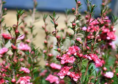 leptospermum-coral-candy--3