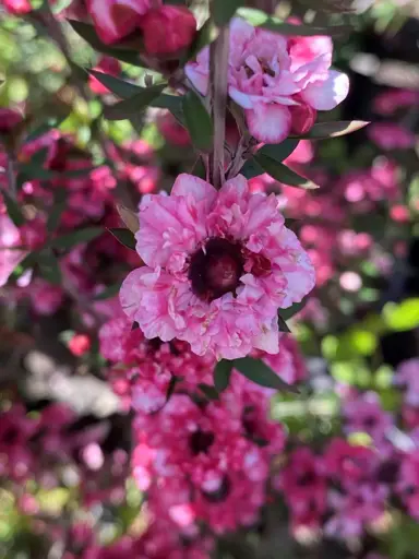 leptospermum-coral-candy--4