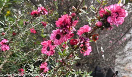 leptospermum-coral-candy--5