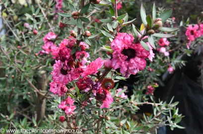 leptospermum-coral-candy--6