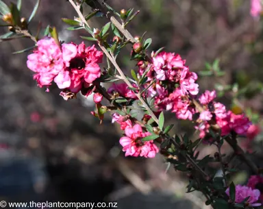 leptospermum-coral-candy-