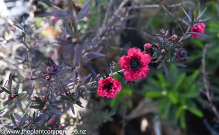 leptospermum-crimson-glory--1