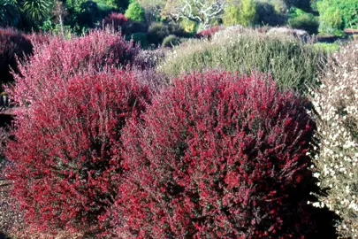 leptospermum-crimson-glory--2