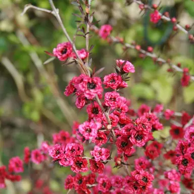 leptospermum-crimson-glory--3