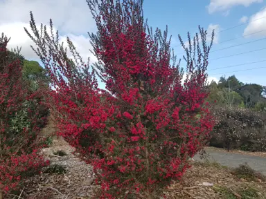 leptospermum-crimson-glory--4