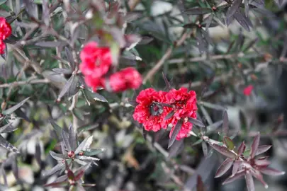 leptospermum-crimson-glory--5