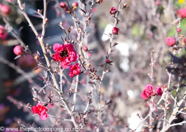 leptospermum-crimson-glory-