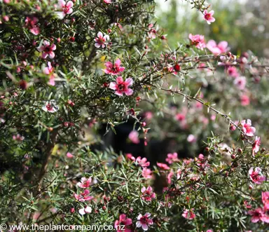 leptospermum-huia--1