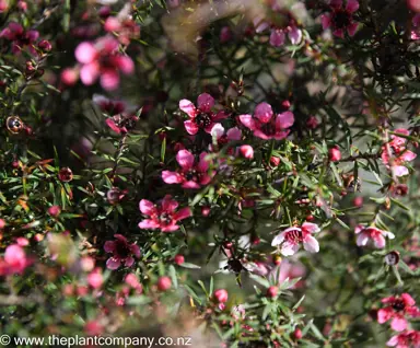 leptospermum-huia--2