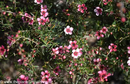 leptospermum-huia--3