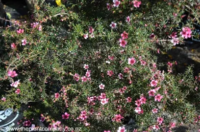 leptospermum-huia--4