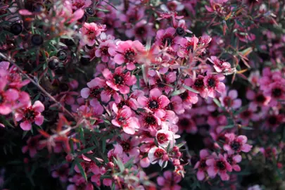 leptospermum-huia-