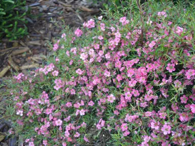 leptospermum-merinda--2