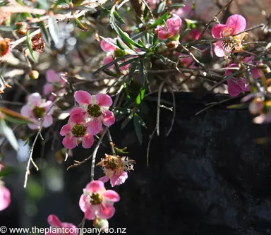 leptospermum-merinda--3