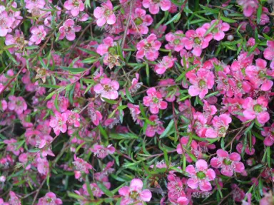 leptospermum-merinda-