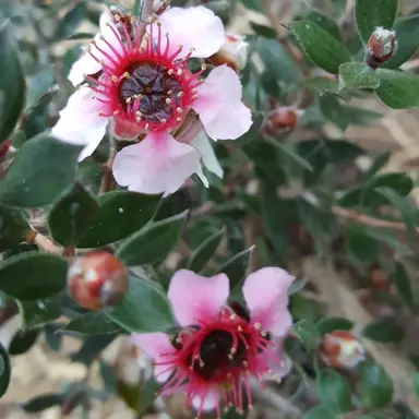 leptospermum-mesmer-eyes-1