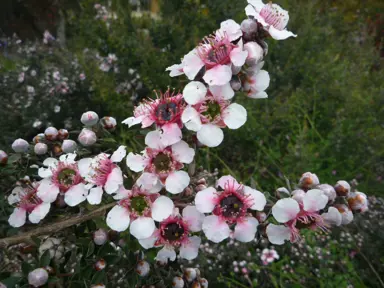 leptospermum-mesmer-eyes-2