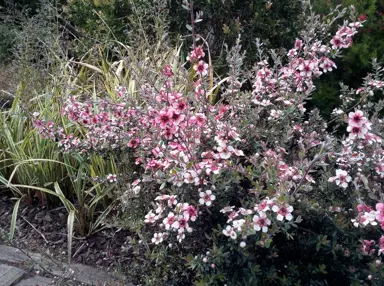 leptospermum-mesmer-eyes-5