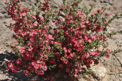 leptospermum-outrageous-1